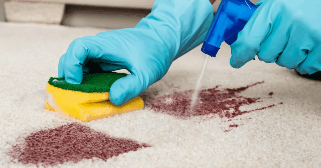 a hand holding a sponge while the other is holding a spray, performing carpet cleaning on stained carpets
