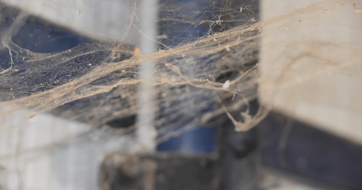 What Are Cobwebs and How Can We Get Rid of Them for Good?