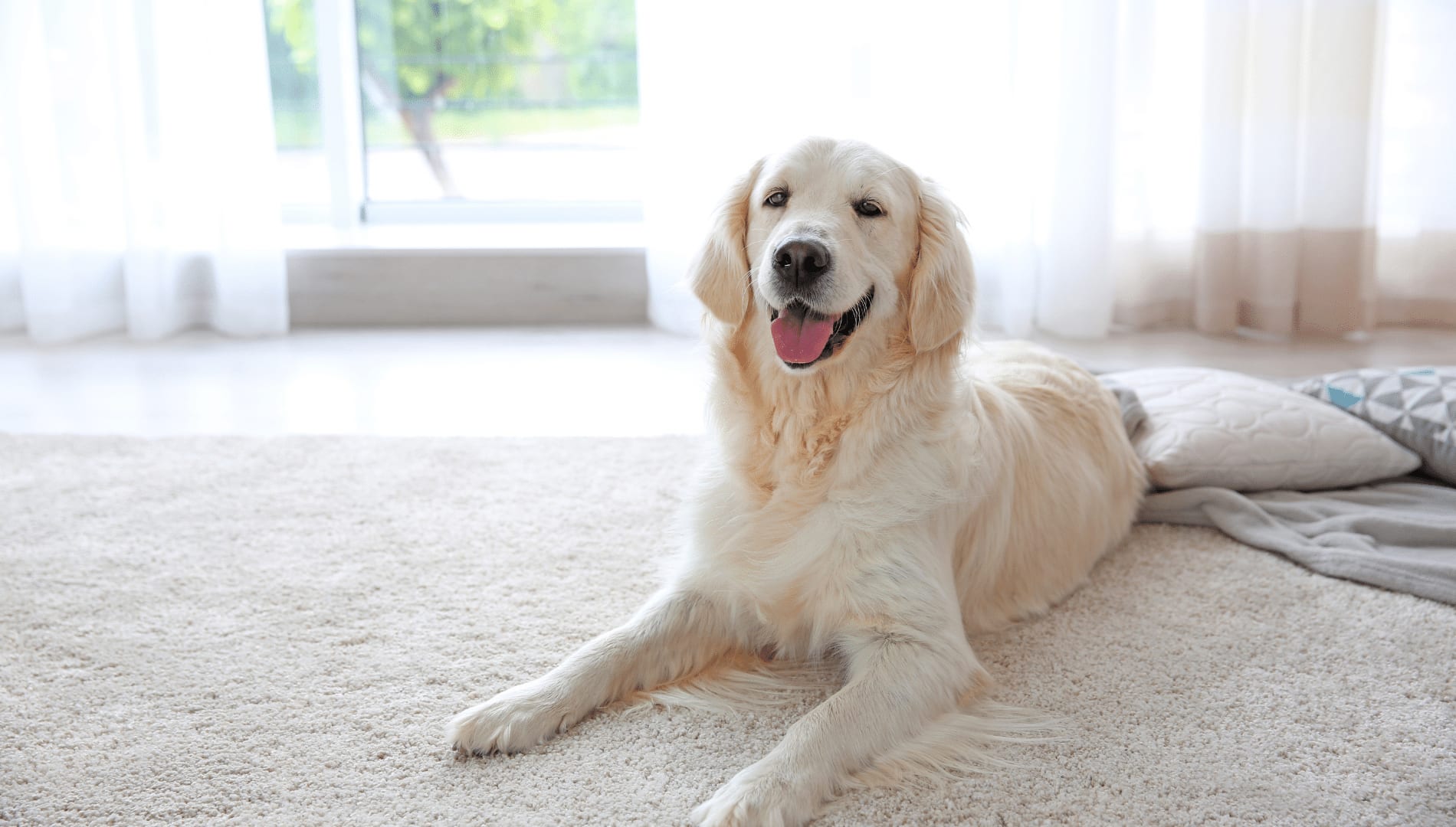 Will Professional Carpet Cleaning Remove Pet Odors?